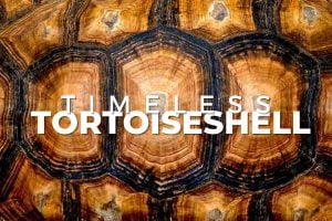 Timeless tortioseshell eyeglass frames