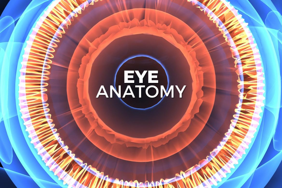 eye anatomy